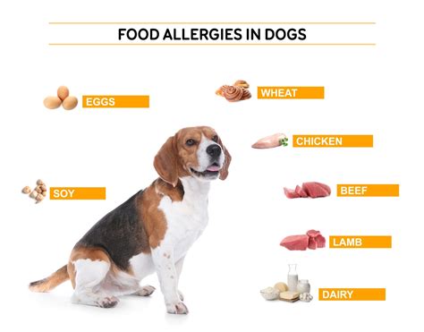 How To Treat Dog Allergies