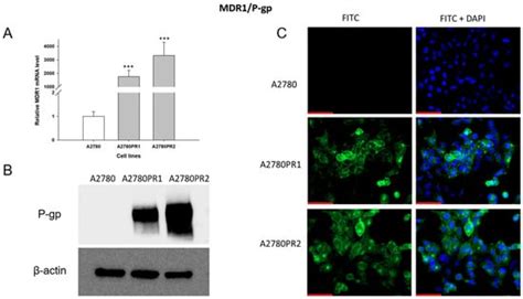The Role of Elacridar, a P-gp Inhibitor, in the Re-Sensitization of PAC ...