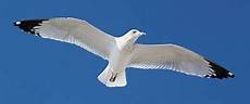 riassunto libro il gabbiano jonathan livingston did you know marine facts marinebio riassunto libro il gabbiano jonathan livingston did you know marine facts marinebio