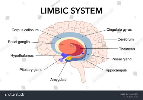 Limbic System Cross Section Human Brain Stock Vector (Royalty Free) 2580026213 | Shutterstock