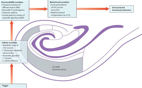 Transient global amnesia: functional anatomy and clinical implications ...