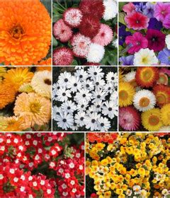 Seedbasket Online store to buy home gardening Seeds, Grow Bags and many ...