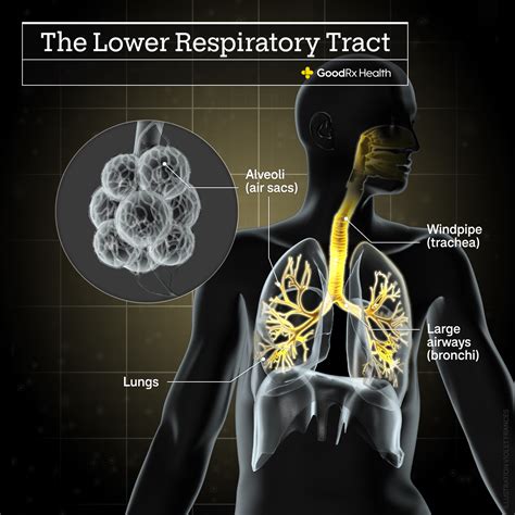 7 OTC Medications and Self-Care Treatments for Bronchitis - GoodRx
