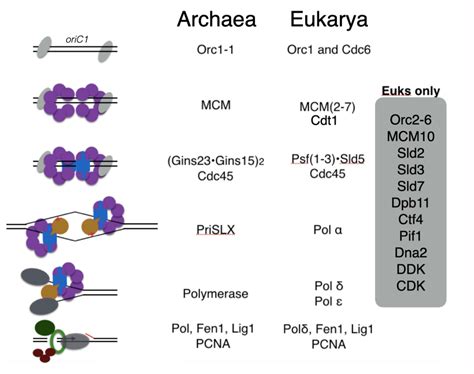 Image result for DNA Replication Advanced