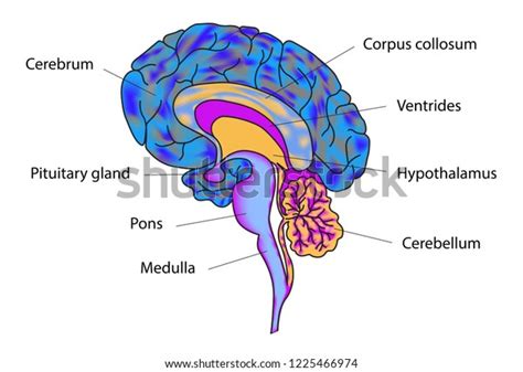 Image result for Brain Cells Reprogramming