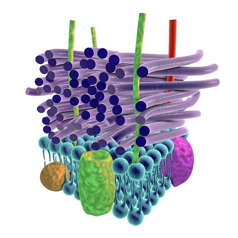 Bacterial Cell Structure 的图像结果