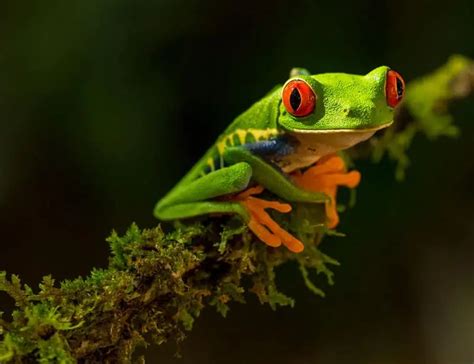 Image result for Tree Frog Catching