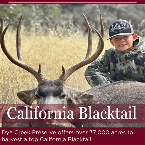 California Deer - Western Wildlife