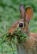Image result for Raising Baby Rabbit Cottontail