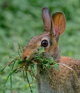 Image result for Baby Cottontail Rabbit Boy