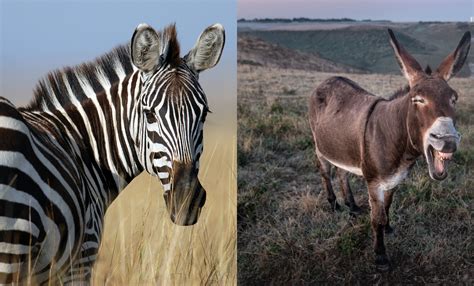 Zonkeys: Learn About this Zebra and Donkey Hybrid - Premier Angler