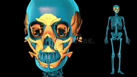 Muscle Head Model Computer Graphics Simulation 的图像结果
