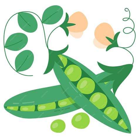 Ripe peas in pods flowering bean crop vector illustration with pods and ...