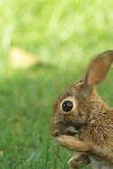 Image result for Scary Bunny Logo