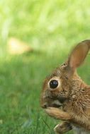 Image result for Scary Bunny