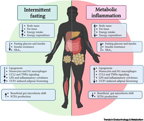 Intermittent fasting influences immunity and metabolism: Trends in ...