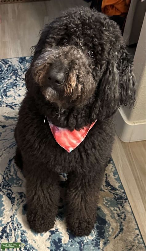 Black Goldendoodle looking for a mate - Stud Dog in San Diego , United ...