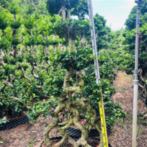 big seven circles – Theexotictrees