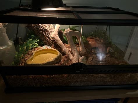 Image result for Making My Ball Python Enclosure
