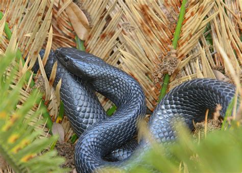 Eastern Indigo Snake • Florida Wildlife Federation