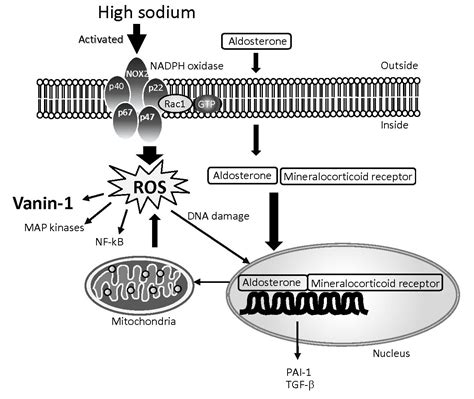 Biomarkers for Chronic Kidney Disease Associated with High Salt Intake