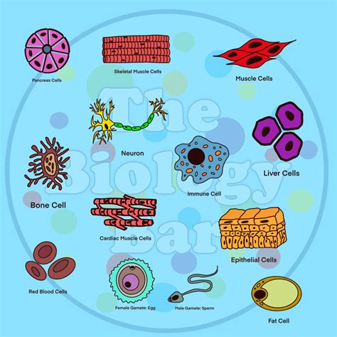 Biology Clip Art 的图像结果