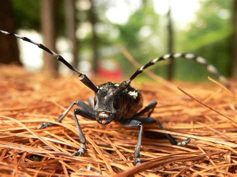 Asian Longhorn Beetle Asian Longhorned Beetle | Agriculture And Food