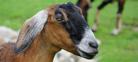 Definitive Guide To Domestic Goat Facts, Habitat, Conservation Status, Zoo Populations, Pictures ...