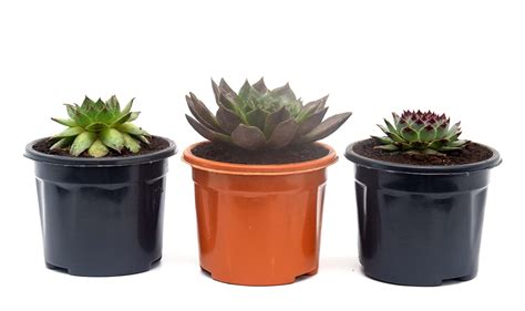 India Gardening succulent plant set of 3 Vishnu Kamal, Green Wheel ...