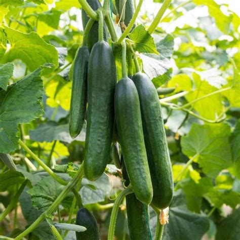 Buy Best Quality Cucumber F1 American Black Hybrid Seeds