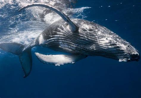 鲸鱼在海中给幼鲸喂奶---喷射式喂法_水产科技_西南渔业网、丰祥渔业网、永川水花网---水产养殖专业网站 欢迎您的光临！