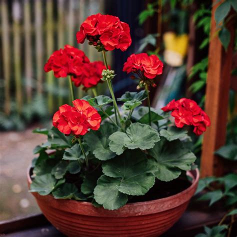 Optimal Conditions for Geraniums: Sun vs. Shade - Riveal