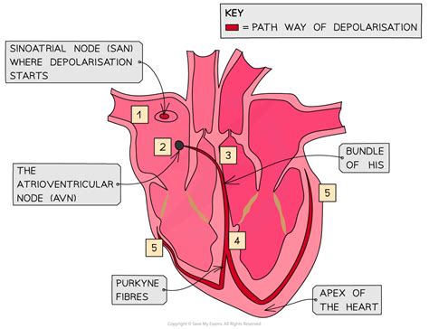 Electrical Activity in the Heart - Edexcel A Level Biology
