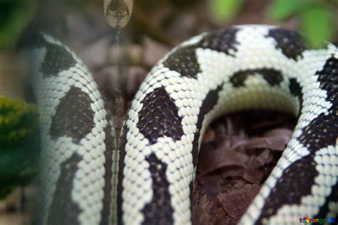 Black and white snake free image - № 10247