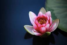 fior di lotto fiore di loto caratteristiche significati e coltivazione fior di lotto fiore di loto caratteristiche significati e coltivazione
