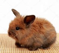 Image result for Adorable Fluffy Bunny