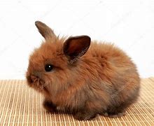 Image result for Fluff Bunny