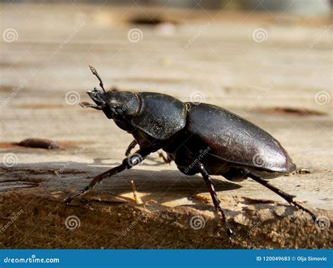 Big black beetle stock image. Image of leags, stump - 120049683