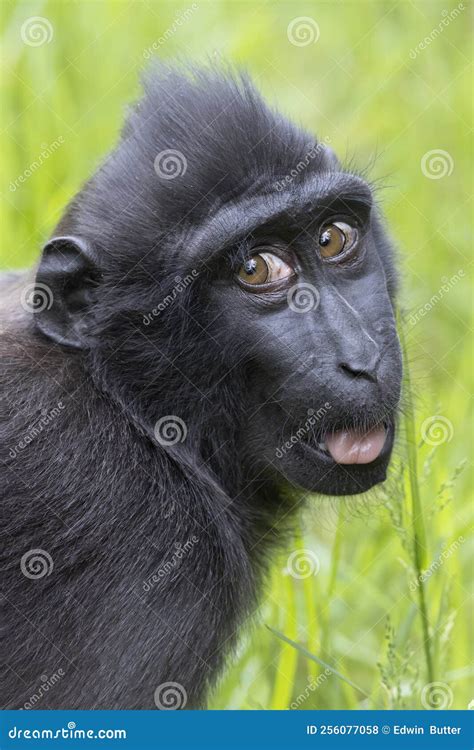 The Celebes Crested Macaque Macaca Nigra Stock Photo - Image of monkey ...