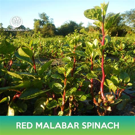 Red Malabar Spinach Seeds – Educared