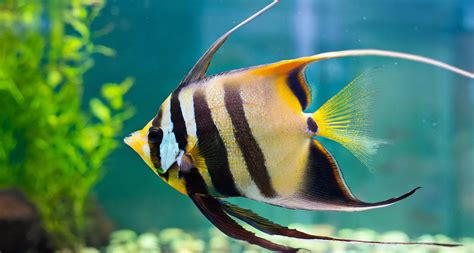 20 Best Types Of Angelfish