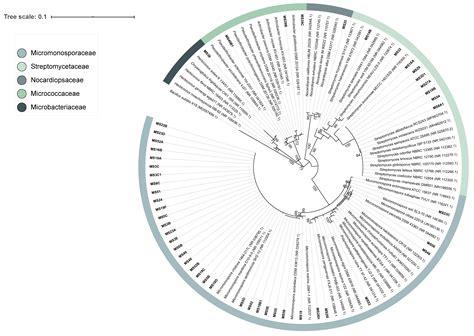 Diversity and Bioactive Potential of Actinobacteria Isolated from a ...