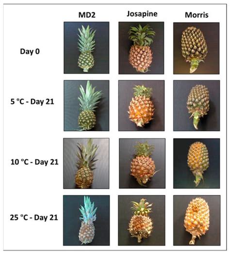 Shelf Life Prediction and Kinetics of Quality Changes in Pineapple ...