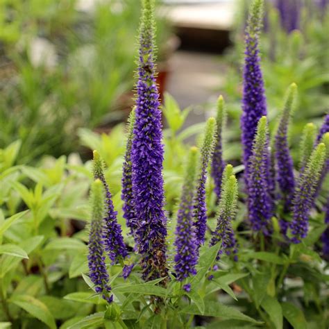 Buy Veronica Royal Candles Speedwell Online | Garden Goods Direct