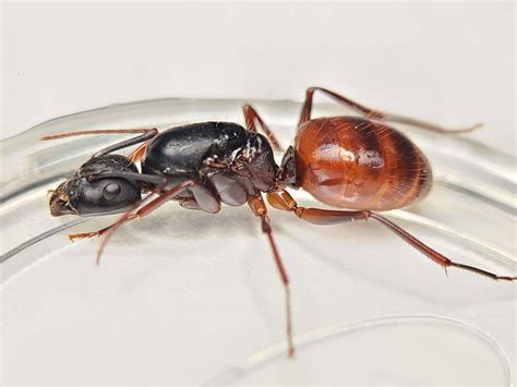 Red Carpenter Ant Queen