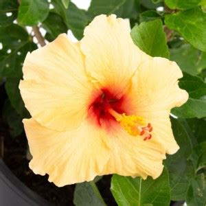 Cloud Farm Kaner Plant Price in India - Buy Cloud Farm Kaner Plant ...