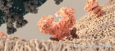 刺突蛋白（Spike Protein，S蛋白） – 思斐迩3D科学模型素材库
