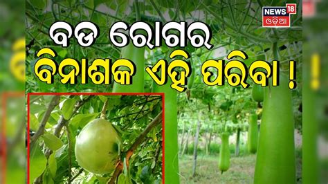 ବଡ ରୋଗଠୁ ଦୂରରେ ରଖେ ଏହି ପରିବା; ଖାଆନ୍ତୁ ମିଳିବ ଗଜବ ଫାଇଦା bottle-gourd-tree ...