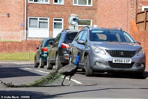 It's the Peac-y Blinders! Thuggish gang of 40 peacocks are terrorising ...