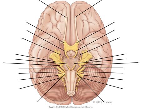 Brain 的图像结果